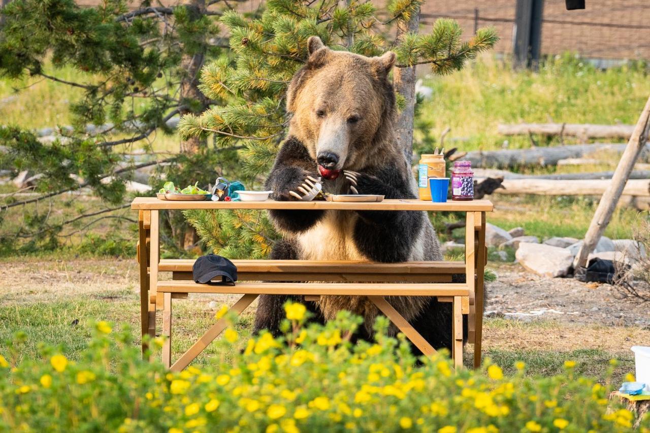 Вилла Baby Bear Cabin Запад Йеллоустон Экстерьер фото