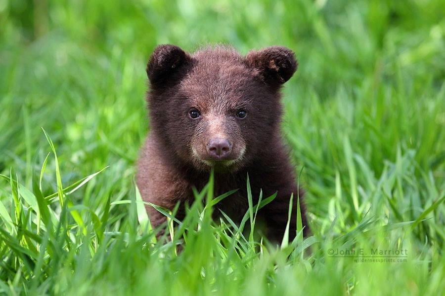 Вилла Baby Bear Cabin Запад Йеллоустон Номер фото